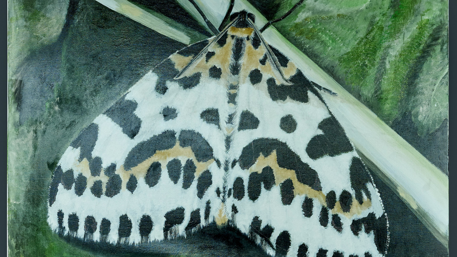 Noctuoidea. Narbe und Nachtfalter